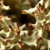 Cladonia uncialis subsp uncialis